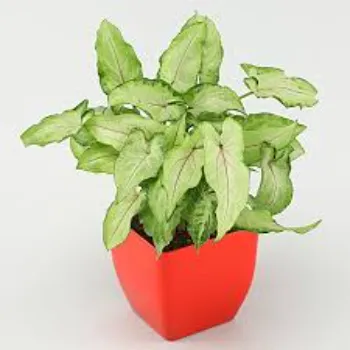 Nice Syngonium